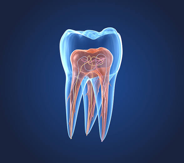 endodontia_aponevrosi